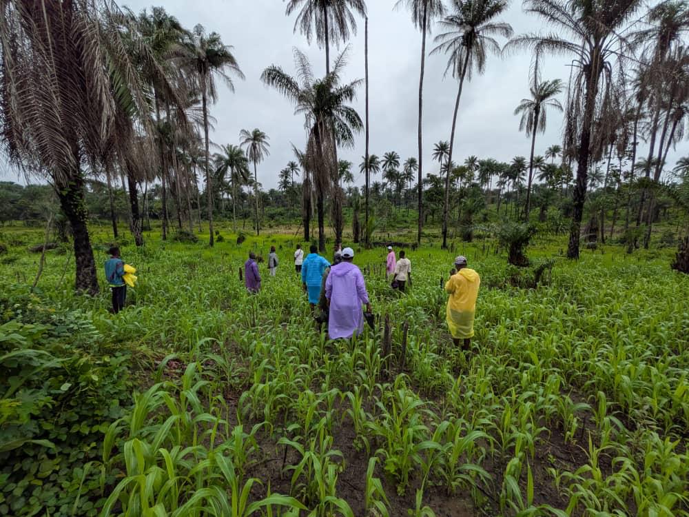 Sustainable Farming Sierra Leone